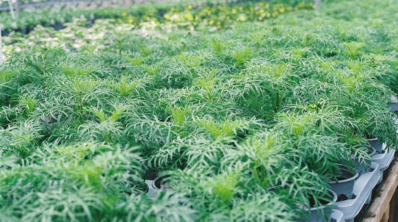 Young plants tended in a nursery.